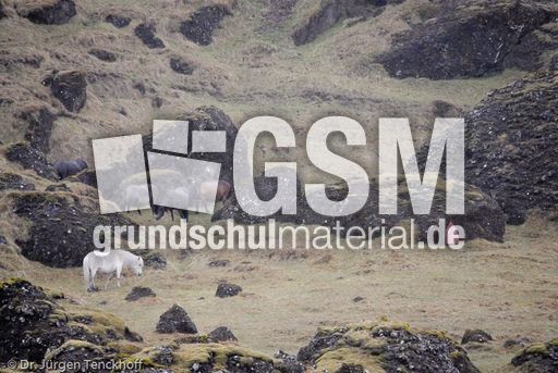 Islandpferde (36 von 50).jpg